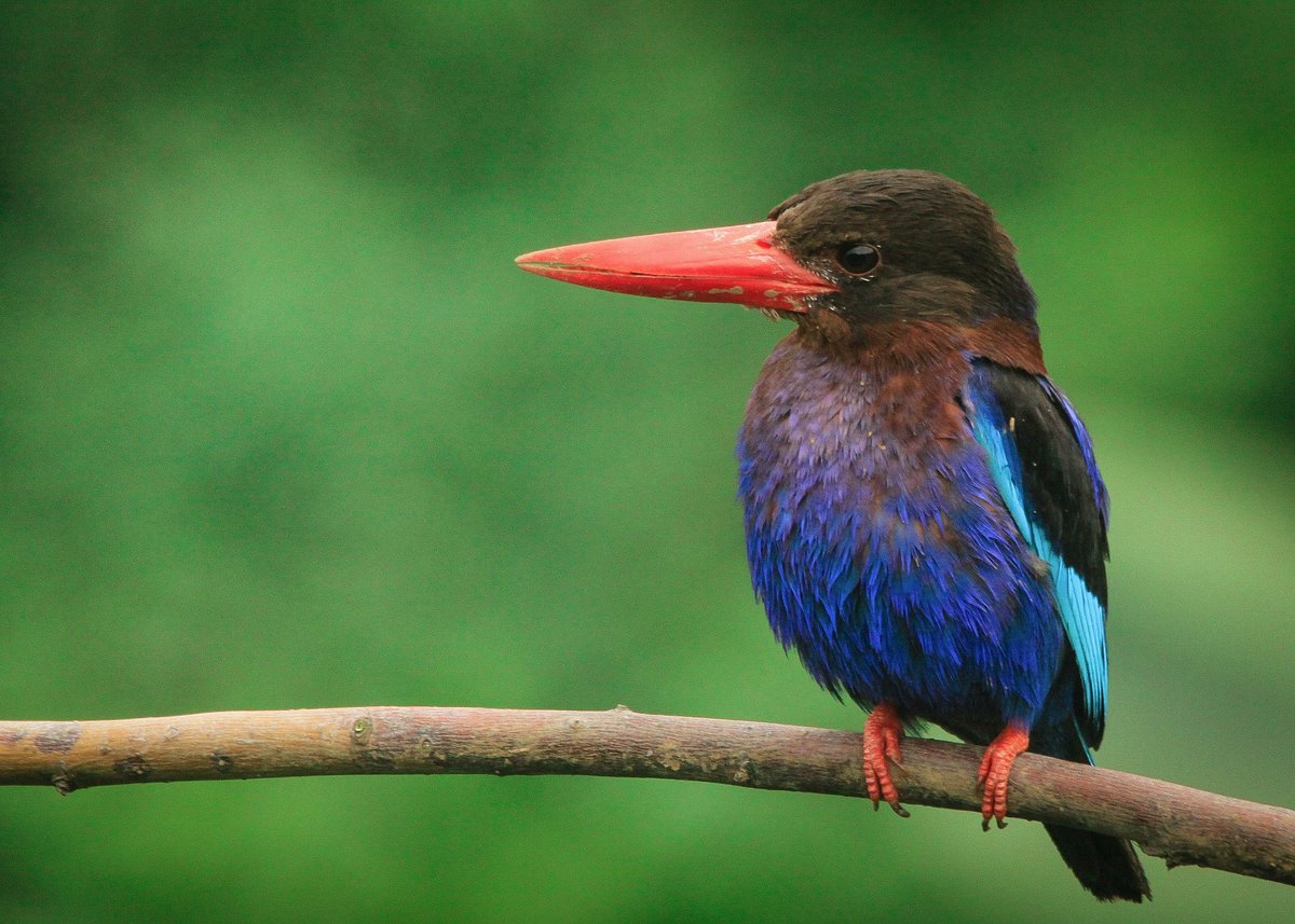 other-highlight-to-birding